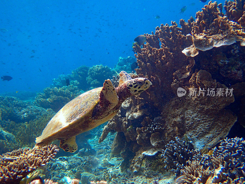 玳瑁(Eretmochelys imbricata)